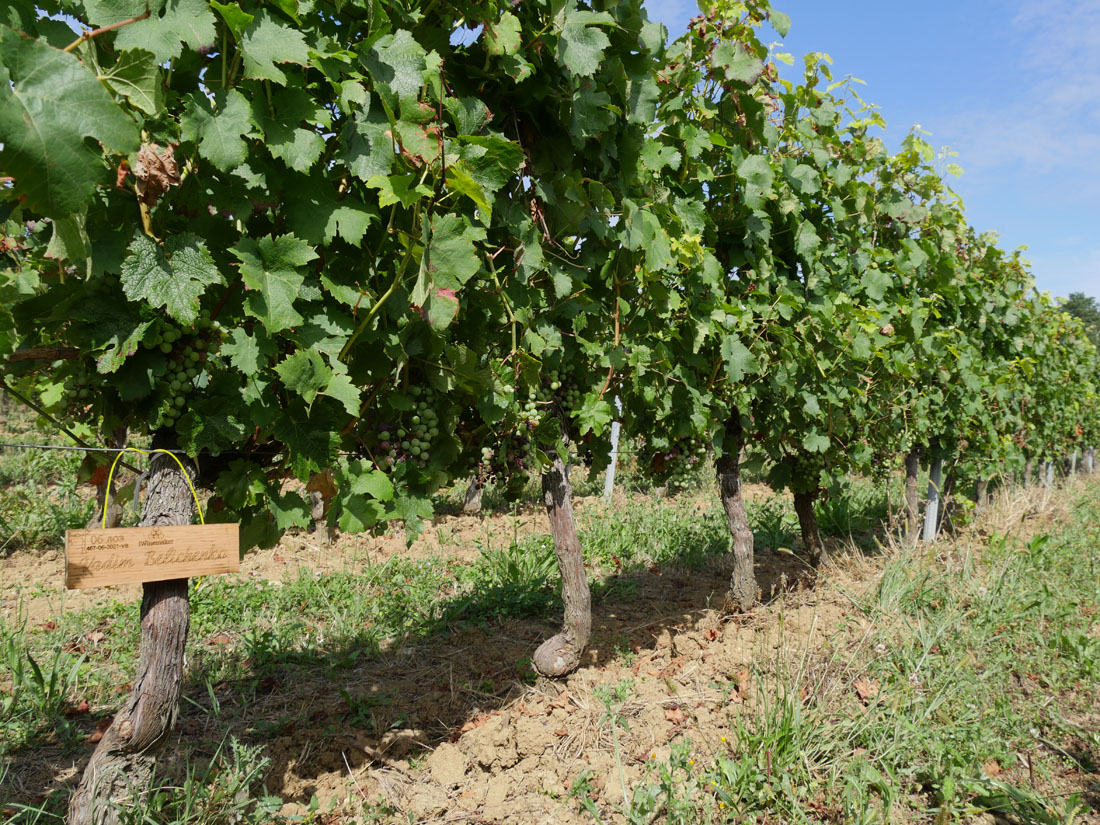 Виноградник на урожай